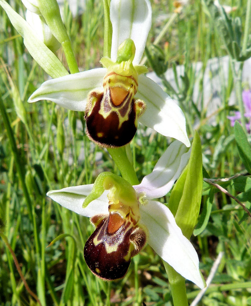 Orchidea fior d’Ape